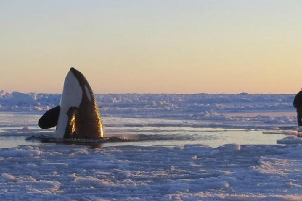 Bystanders watch as a killer whale appears in the area’s last breathing hole. The pod of 11 have swum to freedom after the ice that had trapped them broke up. Photo: AP