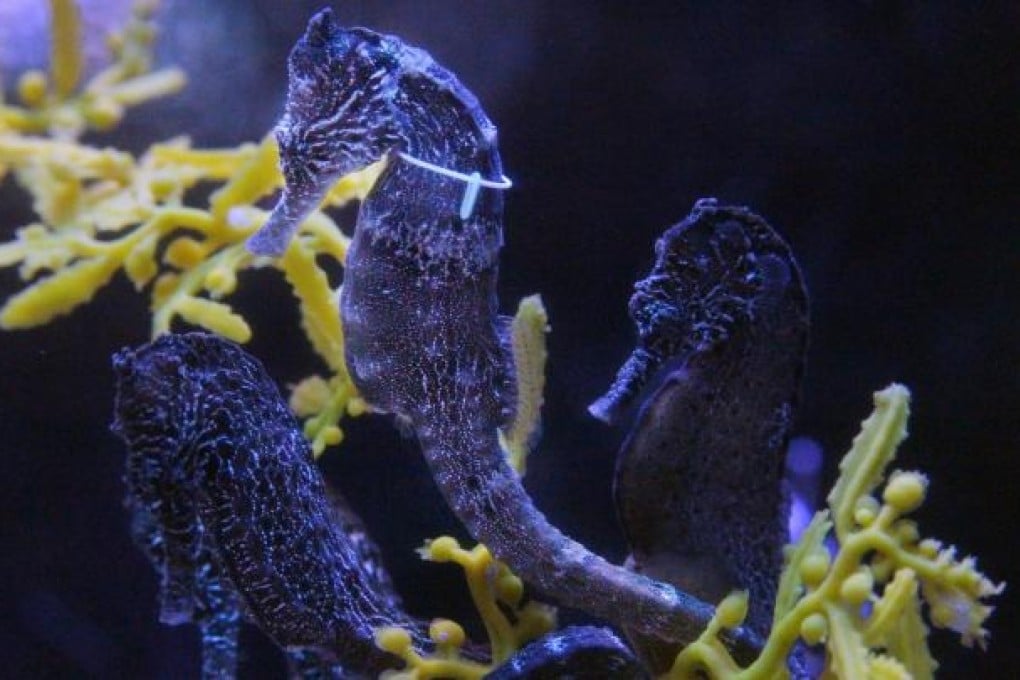This seahorse in an Ocean Park aquarium is part of the foundation's tagging project to study the population in local waters. Photo: Nora Tam
