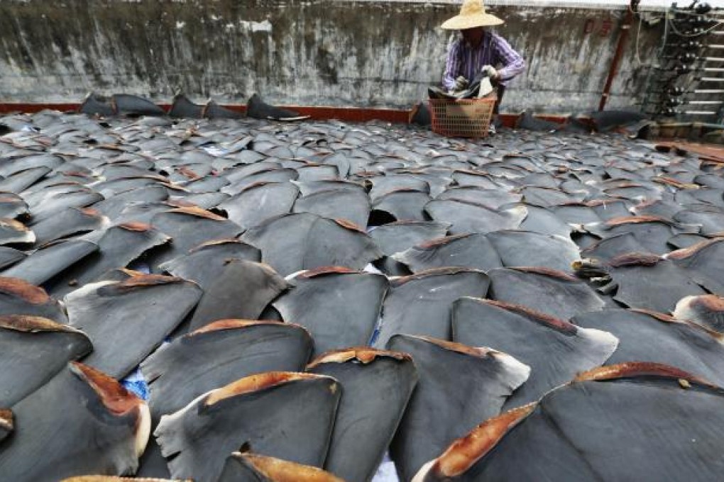 The photo that sparked a global outcry. Photo: Sam Tsang