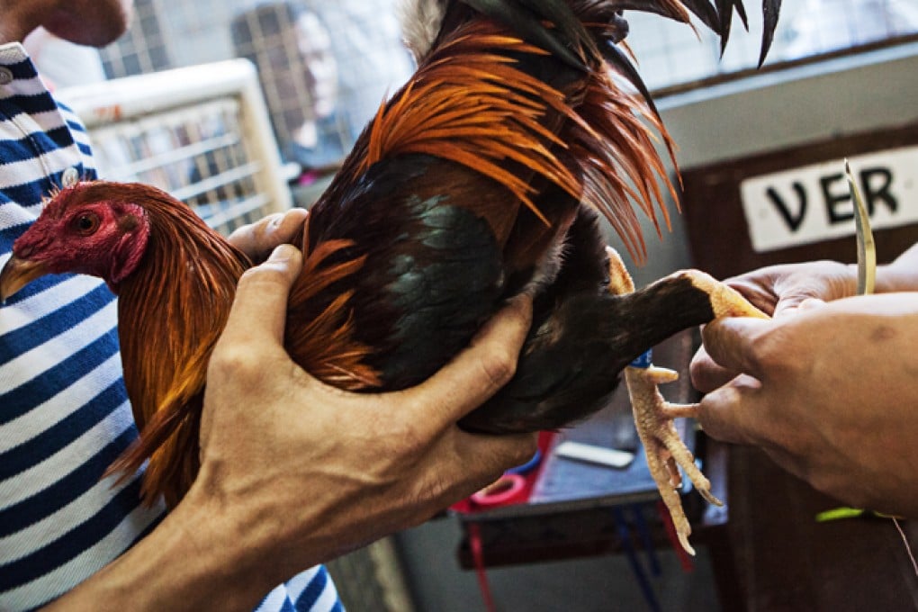 A blade is attached to the leg of a cockerel ahead of a cockfight.