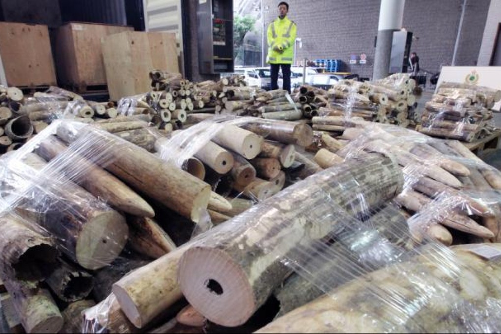 Hong Kong Customs seized a total of 779 pieces of ivory tusk, worth about $10.6 million, inside a container shipped to Hong Kong last week. Photo: Felix Wong