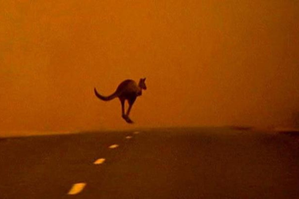 Kangaroo flees Australian bush fire. Photo: Reuters
