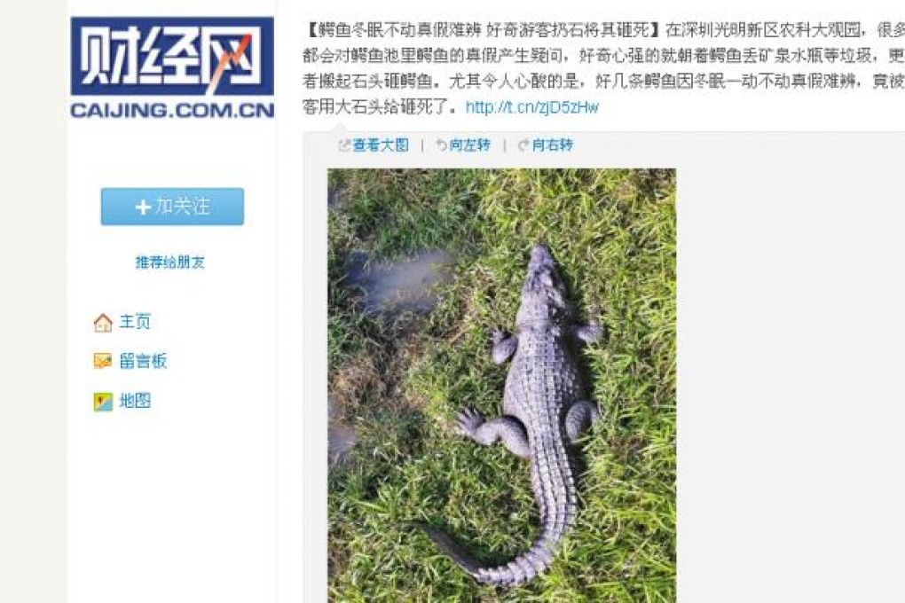 Crocodiles hibernating in a Shenzhen park. Photo: screenshot from Weibo