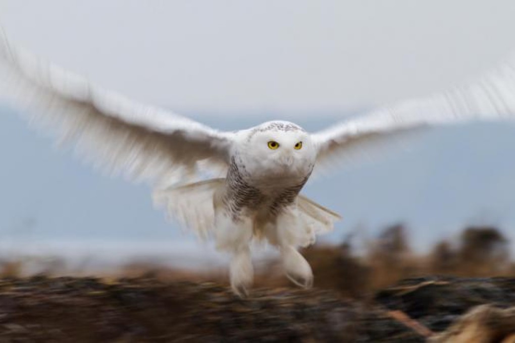 A snowy owl swoops low over the foreshore of Boundary Bay, south of Vancouver. Photo: www.jamiedouglasphotography.com