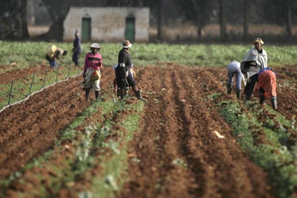 Investors in rich or emerging countries have bought more than 83 million hectares of agricultural land in poorer developing countries since 2000. Photo: Reuters