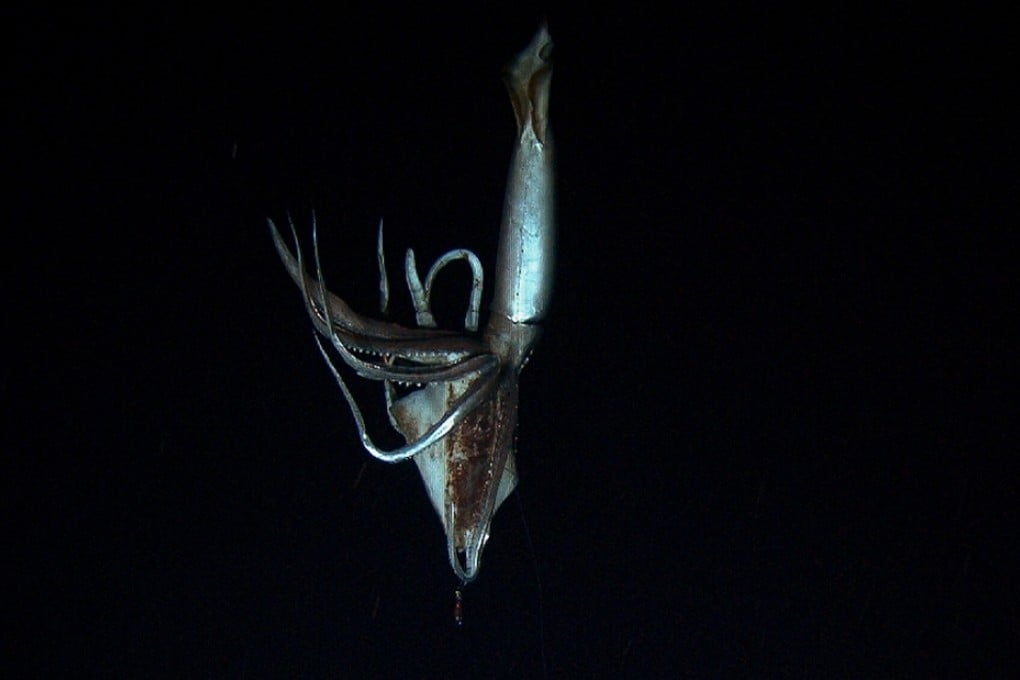 The giant squid, thought to have inspired the myth of the Kraken, a tentacled monster living in the ocean depths. Photo: Reuters
