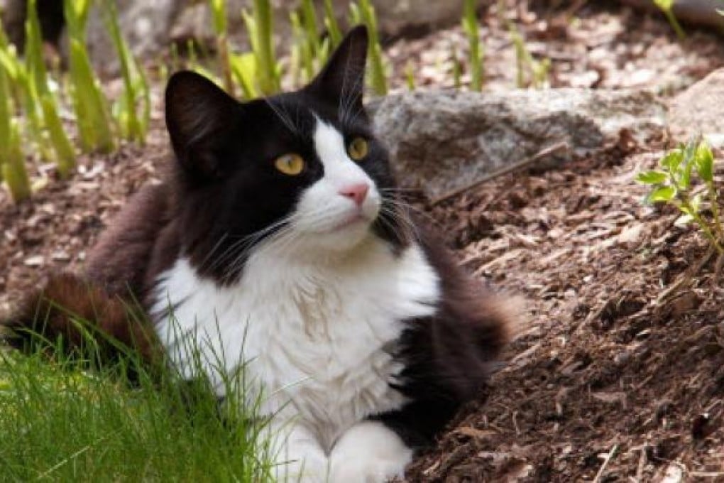 Domestic cats in the United States kill up to 3.7 billion birds a year, scientists estimate. Photo: AP