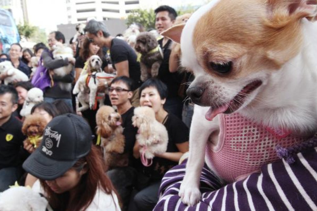 A group of dog owners living in The Pacifica to protest on the owner's committee recent rule of banning pets keeping in the housing estate. Photo: K. Y. Cheng