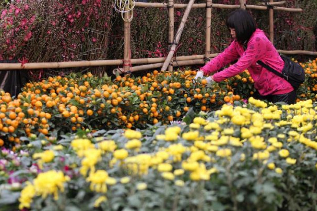 A worker grooms a festive citrus plant at a stall. Photo: Nora Tam