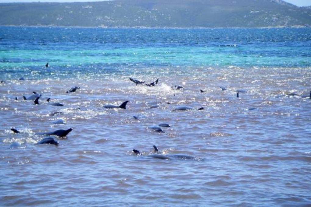The pod was stranded in shallow waters near Albany. Photo: AFP