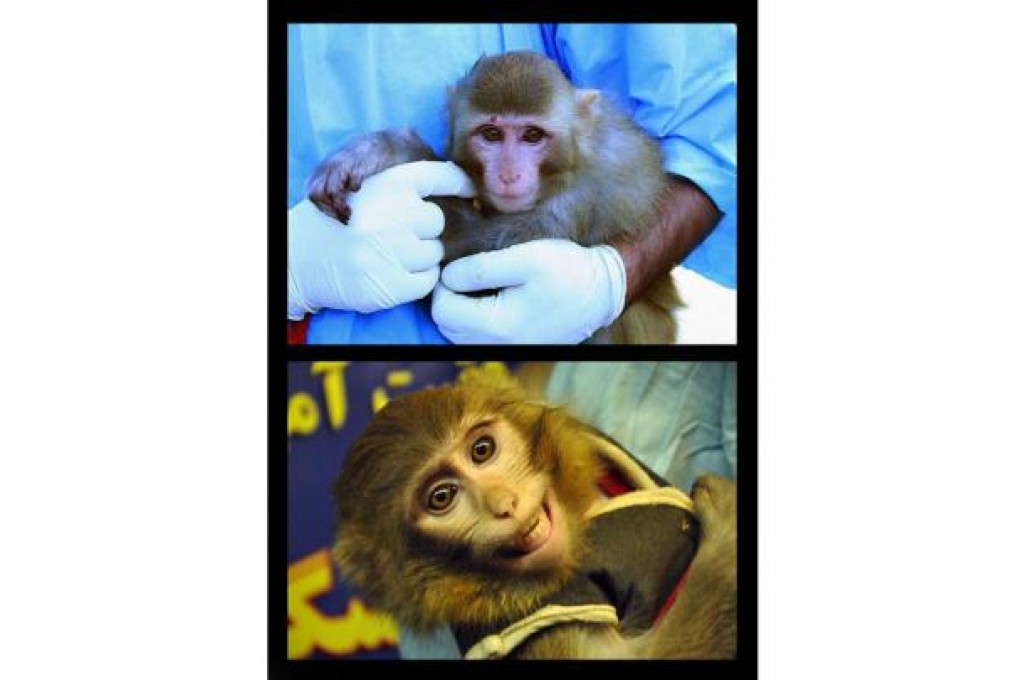 The monkey before (top) and after its space flight. Photos: AFP