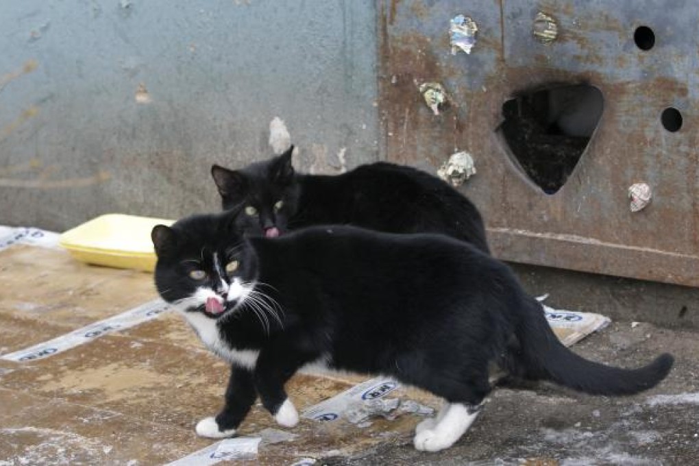 Stray cats stand outside an apartment building. Photo: AP
