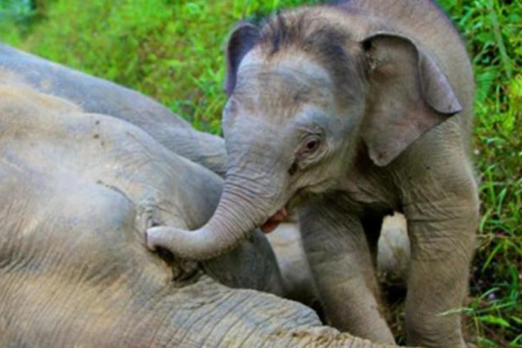 A pygmy elephant calf nuzzles its dead mother. Photo: Reuters