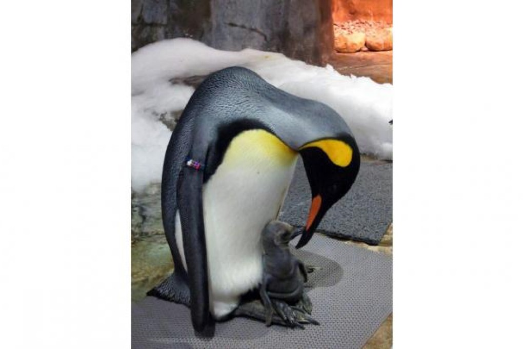 Ocean Park has unveiled the first king penguin born under its breeding programme. The chick was born on December 16 but it will take months before park staff know whether it's male or female. Penguins shed their non-waterproof down after four to six months. Only then will it be caught and a blood test carried out in order to identify its sex. Photo: AFP