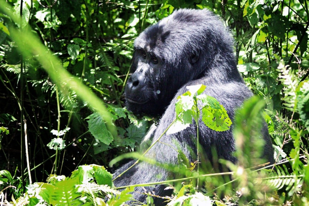 Clockwise from above: Kanyonya, a silverback; an 18-month-old mountain gorilla; Ben, a gorilla tracker; a visitor photographs one of the Nshongi group.Photos: Graeme Green, In Pictures, Corbis