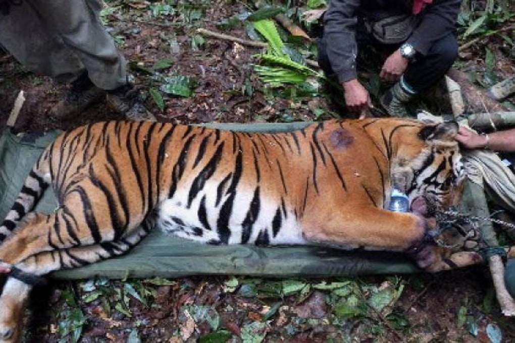 A Malaysian tiger being treated for injuries. Photo: AFP