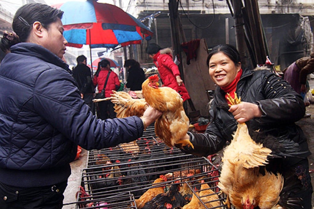 A poultry seller in Loudi, central China's Hunan province, in 2009. A man and a woman tested positive for H5N1 on Sunday. Photo: Reuters