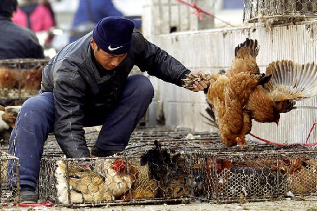A vendor selects chickens for a customer at a poultry market in Shanghai. Photo: AP
