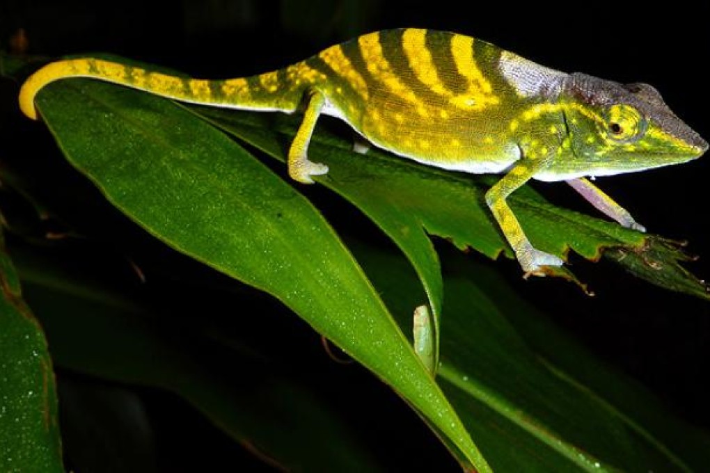 One in five of the world's reptile species are in danger of extinction. Photo: AP