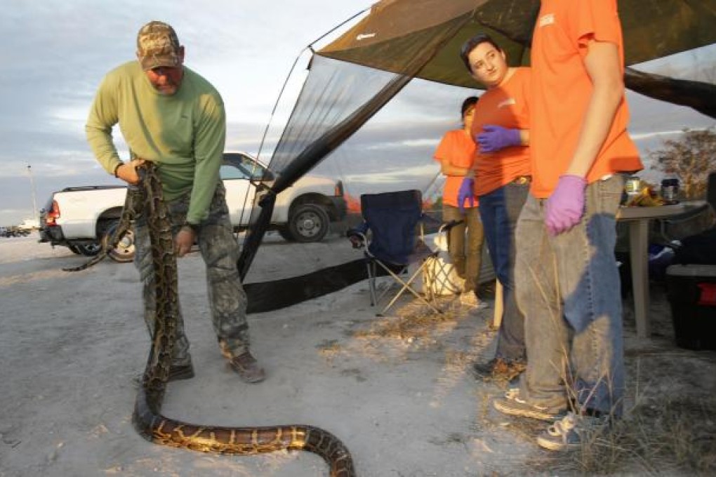 A snake catcher stretches out a dead Burmese python. Photo: AP