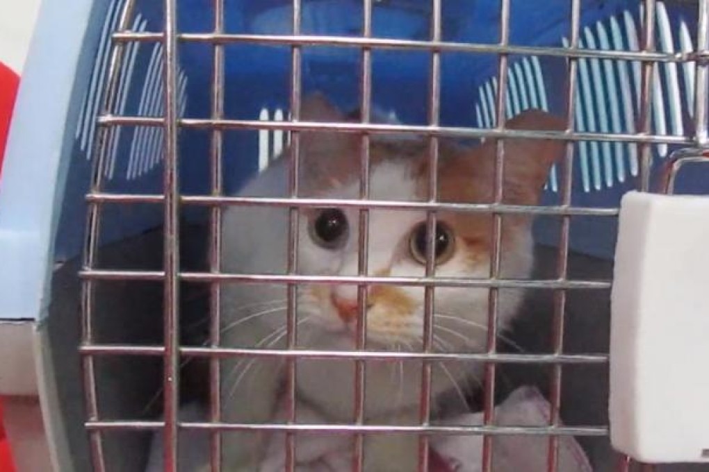 Ice-cream Boy's ears have been getting a lot of attention on Facebook. SPCA vets are accused of trying to desex him twice.