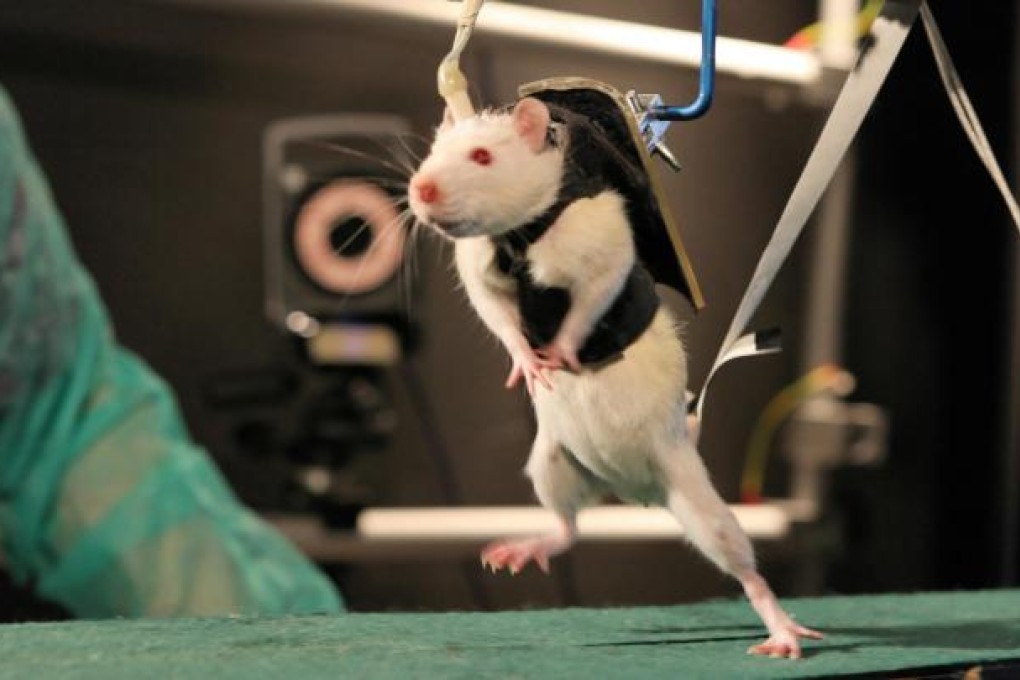A previously paralysed rat walks with the aid of a harness after weeks of rehabilitation. Photo: AP