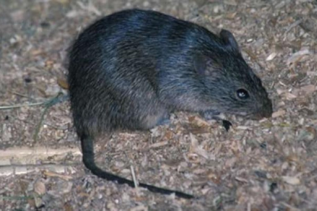 Duke University researchers implanted a device in the rats' brains that allowed them to sense infrared light. File photo