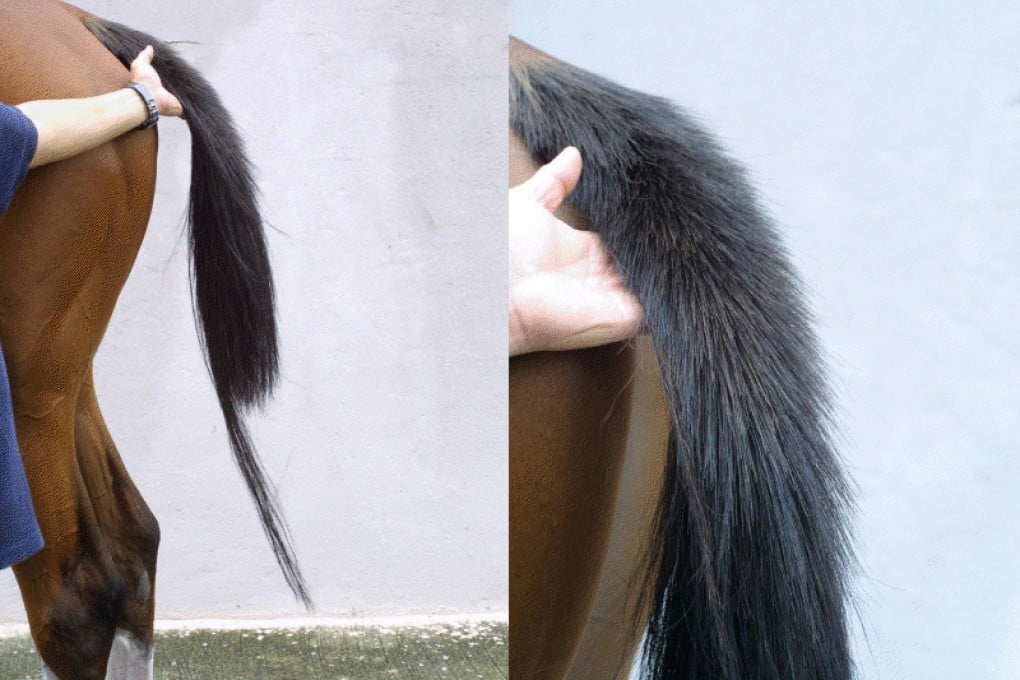 The fungus, which is found only in Hong Kong, survives in the hair and turns the tail brittle.