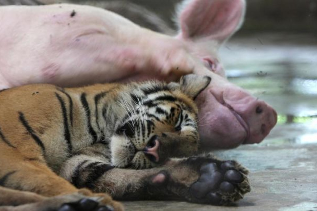 Warning: corporate fat cats and capitalist pigs will be purged. Photo: EPA