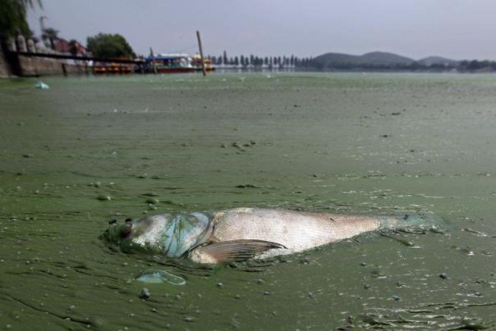 A dead fish floating in water filled with blue-green algae at the East Lake in Wuhan. Photo: Reuters