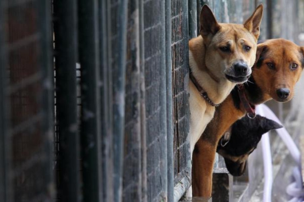 Man's best friend or feral fiend? Photo: David Wong