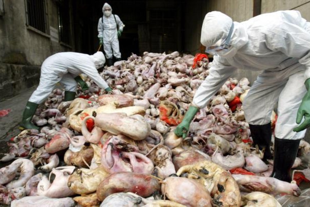 Microbiologists established that civet cats hosted the Sars virus. Photo: Reuters