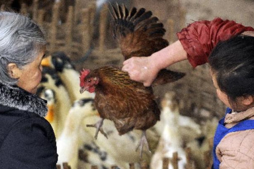 A customer checks a chicken at a small market in China's southwest Guizhou province. Photo: AFP