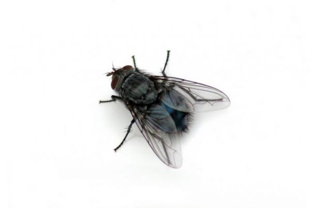 Public go potty over ministry's plan to use flies to measure toilet health