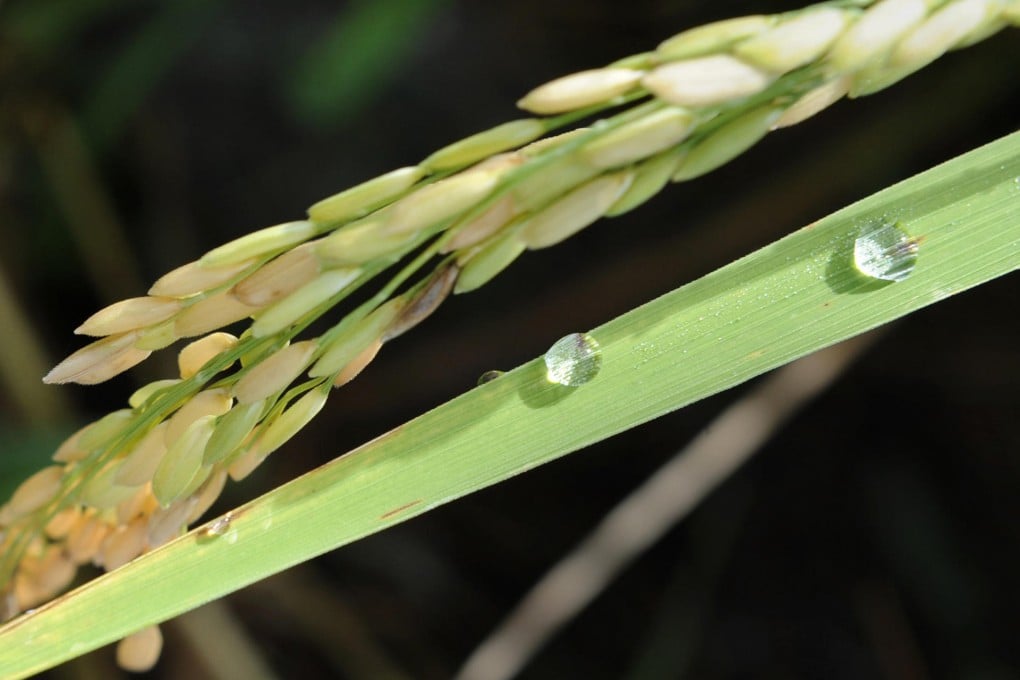 Rice bran oil is popular in Japan.
