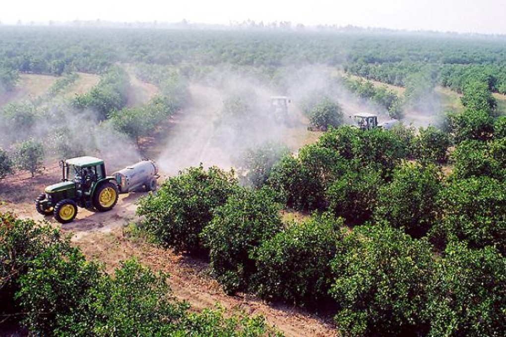 Asian Citrus' orange plantation. Photo: SCMP Pictures