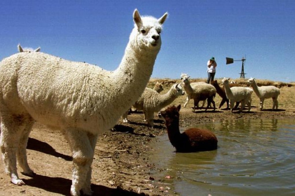 The 'grass mud horse' is recognised as Chinese netizens' de facto mascot for freedom of speech. Photo: Reuters