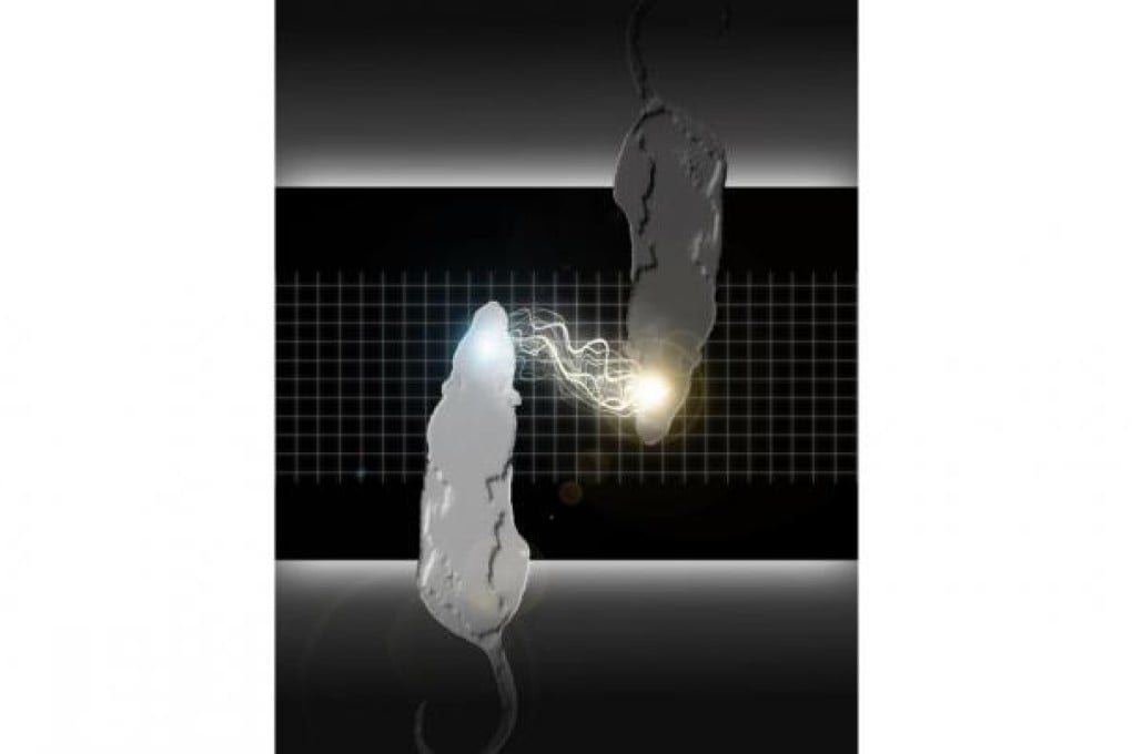 Scientists have connected the brains of two rats. Photo: AFP