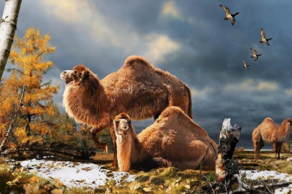 An artist's interpretation of the High Arctic camel  on Ellesmere Island. Photo: AFP