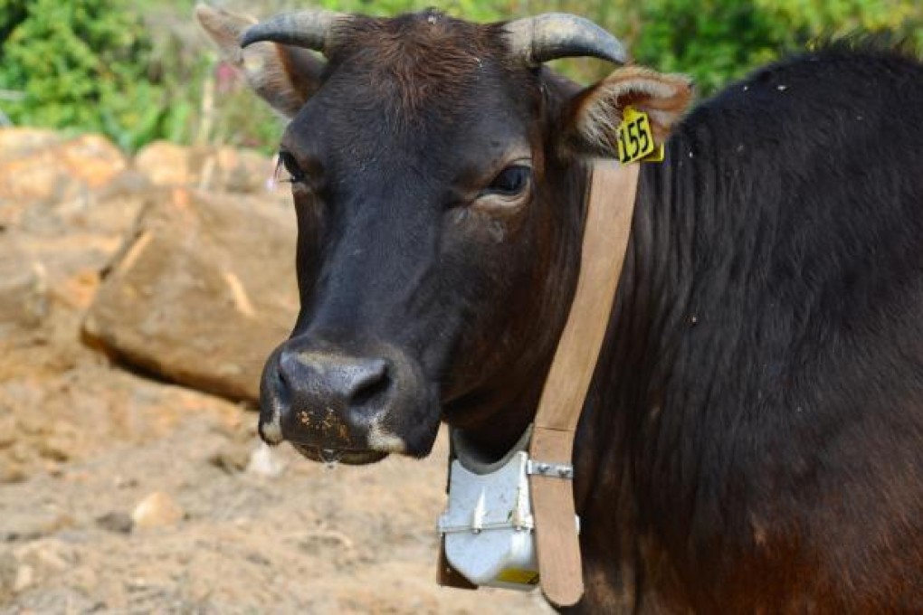 One of the six feral cows fitted with GPS collars in Sai Kung Country Park