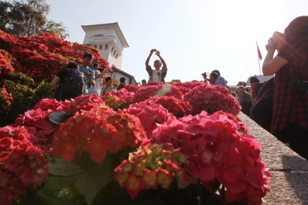 Tourists flocked to see the flowers in bloom. Photo: Felix Wong