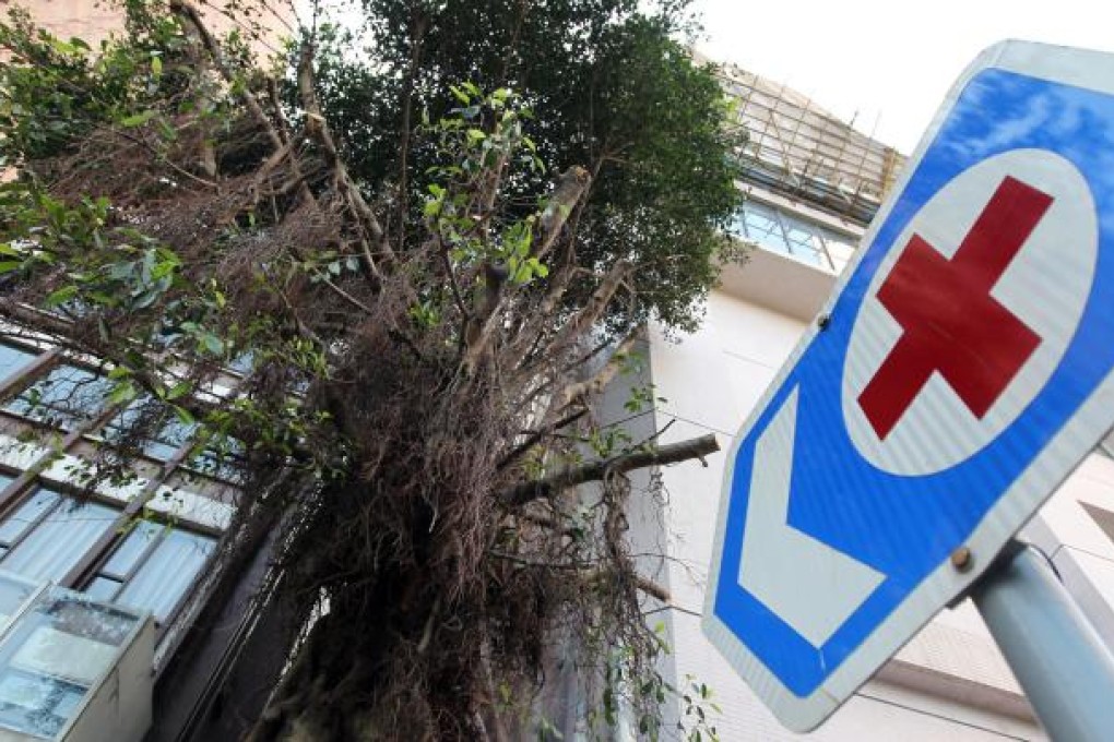 A tree expert says workers committed the "cardinal sin" of cutting off the banyan tree's lower branches. Photo: David Wong