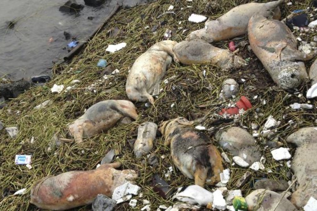 Dead pigs are strewn along the riverbanks of Songjiang district in Shanghai, China. Photo: AP