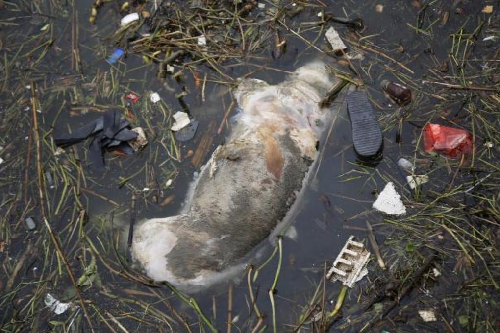 A bloated pig, one of thousands amid the flotsam. Photo: AP
