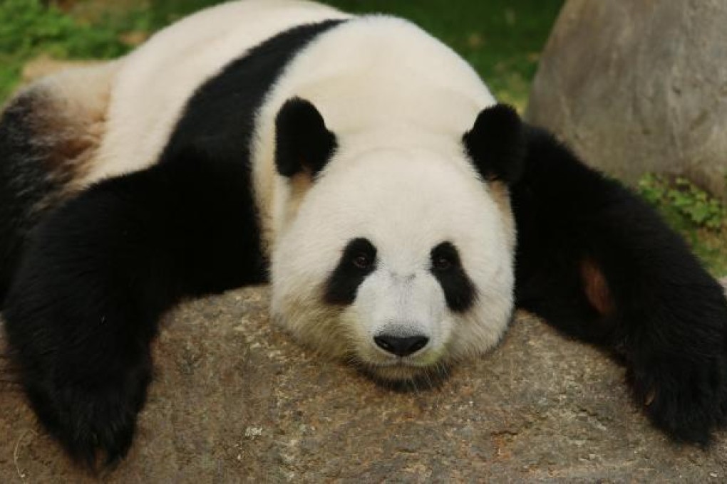 Ying Ying (above) and Le Le are hoping it will be third year lucky. Photo: Sam Tsang