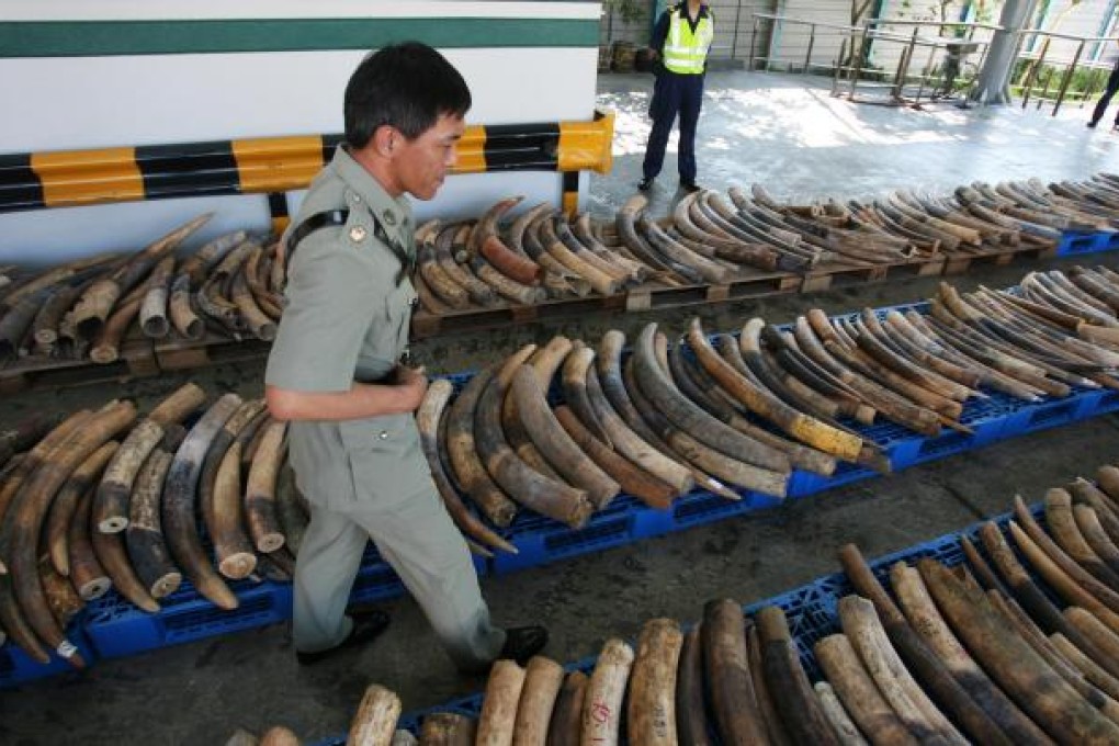 A customs officer displays some of the 3.9 tonnes of seized tusks.