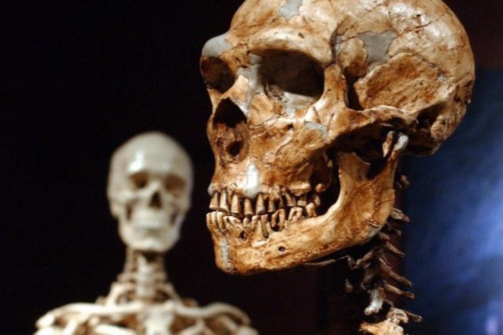 The skeletons of a Neanderthal (right) and modern human. Photo: AP