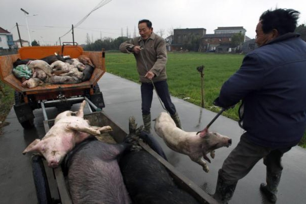 Workers collect dead pigs, to deliver to a biosafety unit, in Zhulin village of Xinfeng township in Jiaxing, Zhejiang. Photo: AP