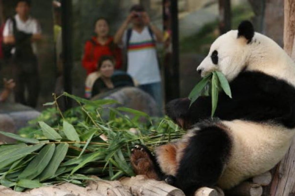 Female panda Ying Ying eats bamboo at Ocean Park in Hong Kong. Photo: Sam Tsang/SCMP