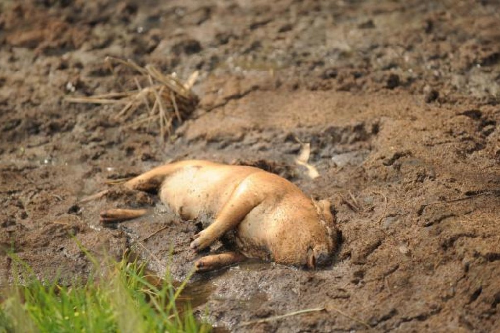 One of the more than 8,000 pig carcasses. Photo: AFP